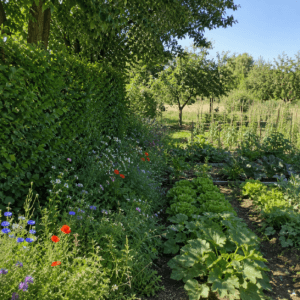 Potager bordé par une haie, des arbres et une bordure fleurie créant un ombrage naturel en été