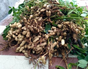 Les cacahuettes se forment sous terre