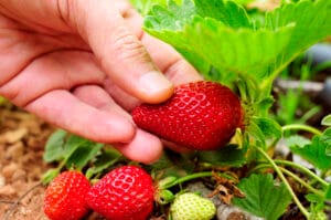 Récoltes de fraises mures avant de partir en vacances