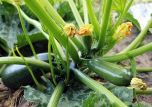 Avant de partir en vacances, mieux vaut récolter les courgettes déjà bien formées