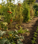 Cultures d’été en septembre : faut-il les prolonger ou libérer la place ? Potager en septembre avec tomates encore productives, courgettes et concombres en fin de culture, et jeunes semis d’automne