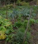 Potager familial en automne avec rhubarbe, artichaut, poireaux perpétuels et autres plantes vivaces comestibles à différents stades de développement.