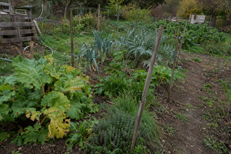 Potager familial en automne avec rhubarbe, artichaut, poireaux perpétuels et autres plantes vivaces comestibles à différents stades de développement.
