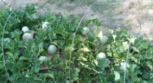 melons