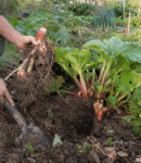 Jardinier multipliant des plantes vivaces au potager en octobre, avec division d’un pied de rhubarbe.