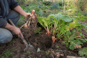 Jardinier multipliant des plantes vivaces au potager en octobre, avec division d’un pied de rhubarbe.