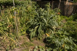 Artichaut vivace planté au milieu de tomates et courgettes, créant concurrence et ombrage dans un potager d'été.