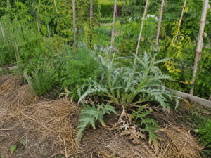 Artichaut vivace au potager avec feuilles desséchées, illustrant un manque d’arrosage pendant la période de reprise.