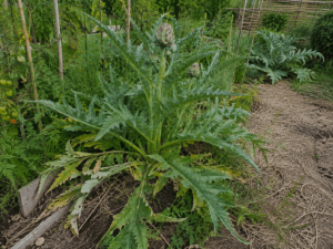 Artichaut vivace entouré d’un paillage mal réparti au potager, illustrant une erreur de paillage autour du collet.