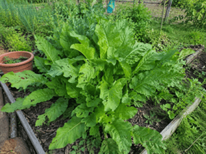 Plante vivace au potager entourée d'adventices dans un sol mal préparé, illustrant une mauvaise préparation avant plantation.
