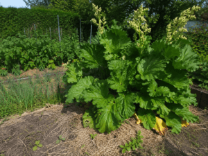 Grande rhubarbe vivace adulte très développée au potager, illustrant l'erreur de sous-estimer la taille future d'une plante vivace.