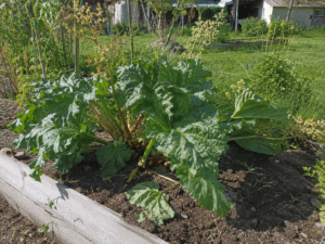 Rhubarbe vivace au potager illustrant l’erreur d’appliquer le même entretien à toutes les plantes vivaces.