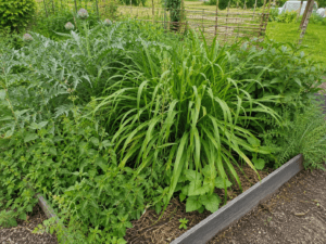 Touffes de plantes vivaces très développées et serrées dans un potager, illustrant l’erreur de ne jamais diviser ni contenir les cultures vivaces.