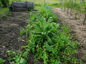 Parcelle de potager très dense avec plusieurs plantes vivaces installées en même temps, illustrant l’erreur de vouloir créer tout son potager vivace dès la première saison.