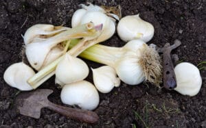 ail et oignons rocamboles à planter dans potager vivace en octobre