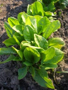 Oseille à diviser en octobre au potager en octobre